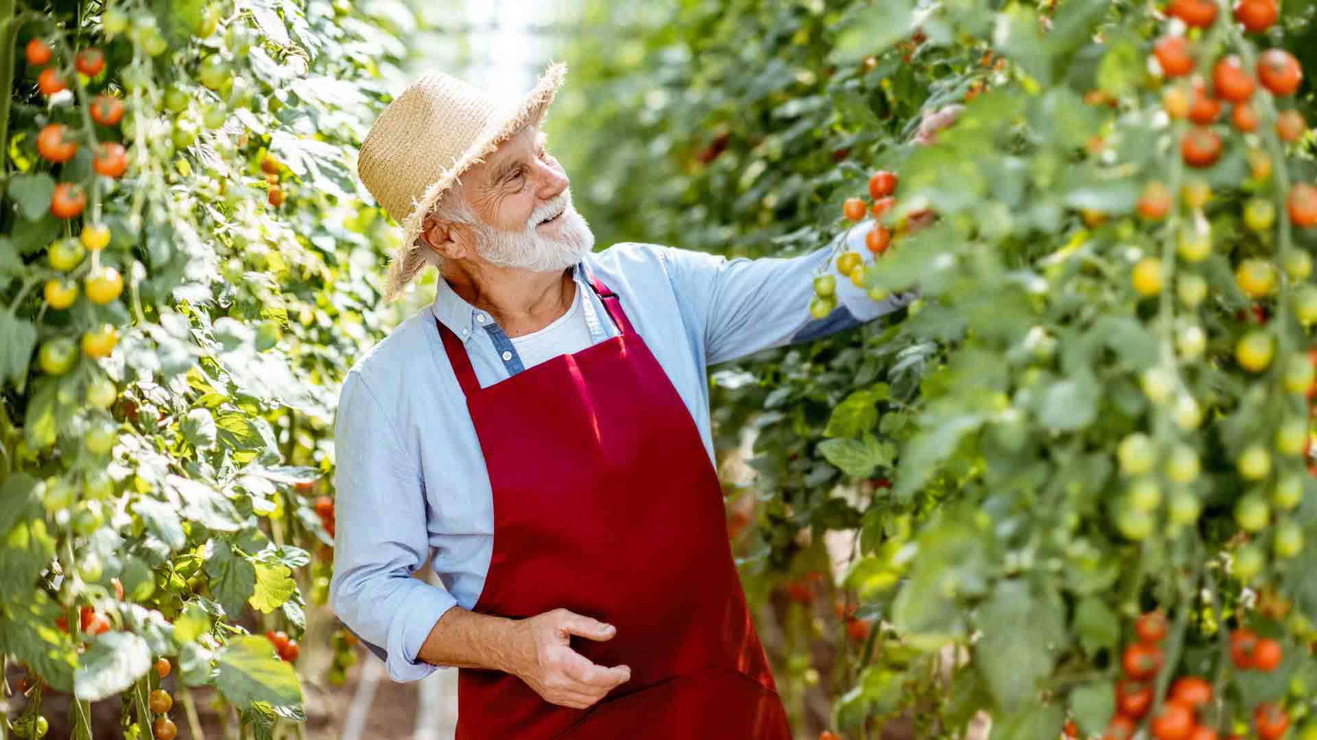 An elderly gentleman is in his farm wearing a red apron.